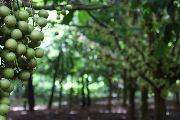 Ağaç ve Hasat İçin Lezzetli Baccaurea motleyana