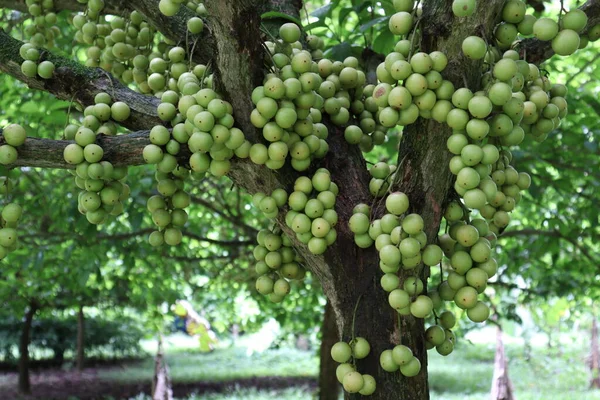 Lekkere Baccaurea Motleyana Boom Voor Oogst — Stockfoto