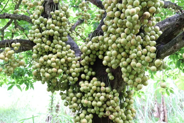 Smaczne Baccaurea Motleyana Drzewie Zbiory — Zdjęcie stockowe