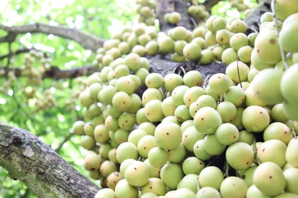 Ağaç ve Hasat İçin Lezzetli Baccaurea motleyana