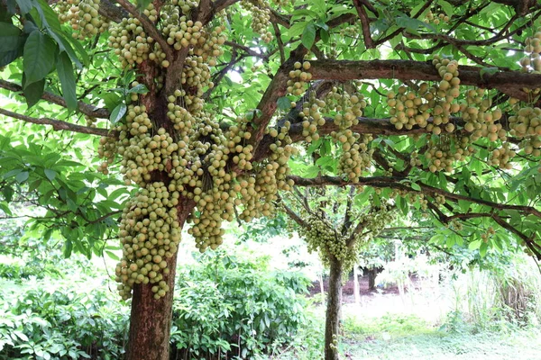 Tasty Baccaurea Motleyana Tree Harvest — Stock Photo, Image