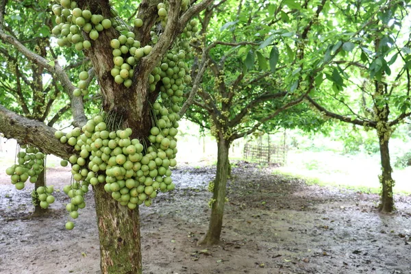 Smaczne Baccaurea Motleyana Drzewie Zbiory — Zdjęcie stockowe