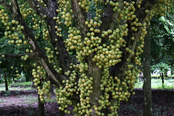 Ağaç ve Hasat İçin Lezzetli Baccaurea motleyana