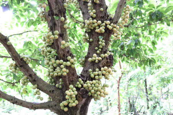 Leckeres Baccaurea Motleyana Auf Dem Baum Zur Ernte — Stockfoto