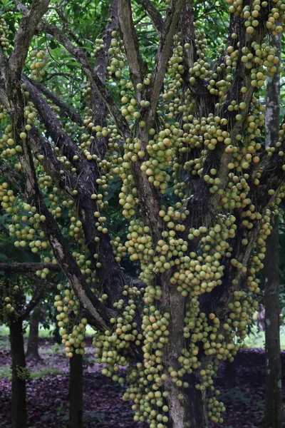 Ağaç ve Hasat İçin Lezzetli Baccaurea motleyana