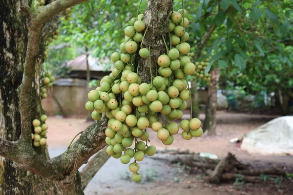 Gustosa Baccaurea Motleyana Albero Vendemmia — Foto Stock