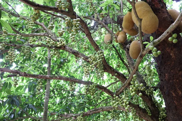 Smaczne Baccaurea Motleyana Drzewie Zbiory — Zdjęcie stockowe