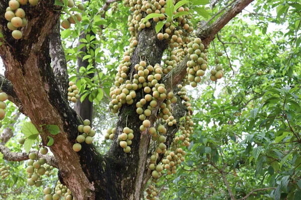 Tasty Baccaurea Motleyana Tree Harvest — Stock Photo, Image