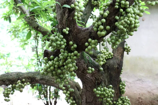 Вкусная Baccaurea Motleyana Tree Harvest — стоковое фото