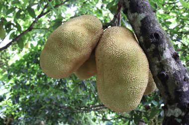 Lezzetli ve sağlıklı çiğ meyveler hasat için çiftlikteki ağaçta.