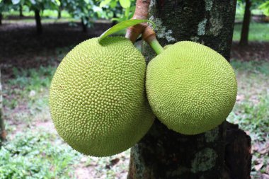 Lezzetli ve sağlıklı çiğ meyveler hasat için çiftlikteki ağaçta.