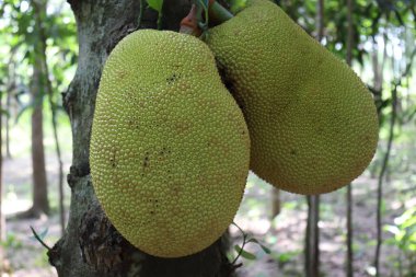 Lezzetli ve sağlıklı çiğ meyveler hasat için çiftlikteki ağaçta.