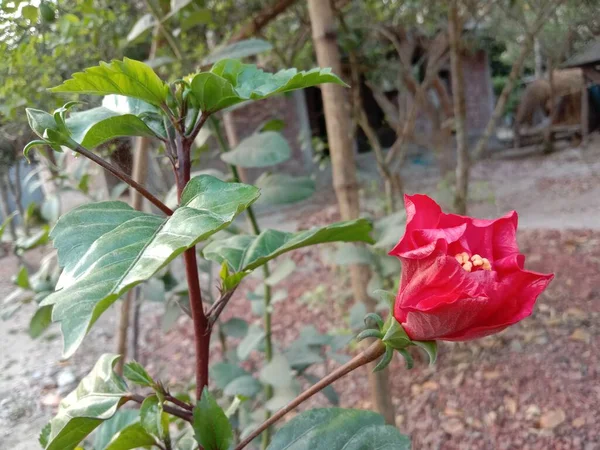 Rosa Colorido Flor Hibisco Chinês Árvore Fazenda Para Colheita — Fotografia de Stock