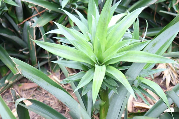 Ananas Çiftliği Hasat Için Bir Toprak Tepesi Üzerindedir — Stok fotoğraf