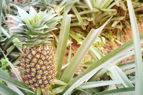 Smaczny Zdrowy Ananas Twardym Zbiorów Sprzedaży — Zdjęcie stockowe