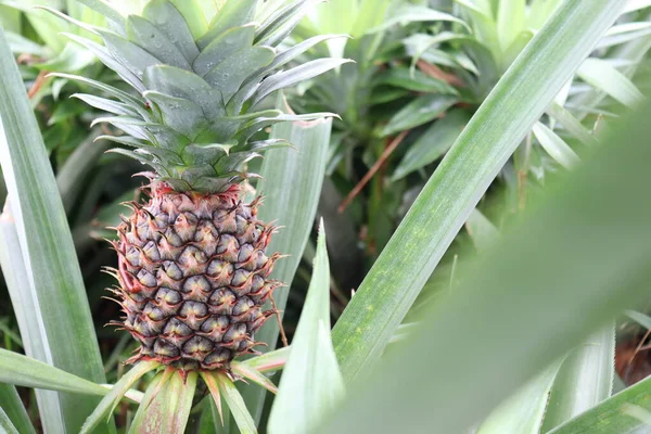 tasty and healthy pineapple on firm for harvest and sell