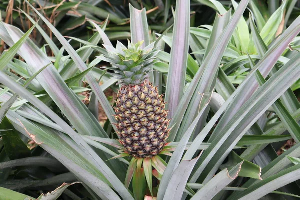 Tasty Healthy Pineapple Firm Harvest Sell — Stock Photo, Image