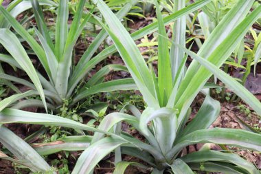 Ananas çiftliği hasat için bir toprak tepesi üzerindedir.