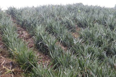 Ananas çiftliği hasat için bir toprak tepesi üzerindedir.