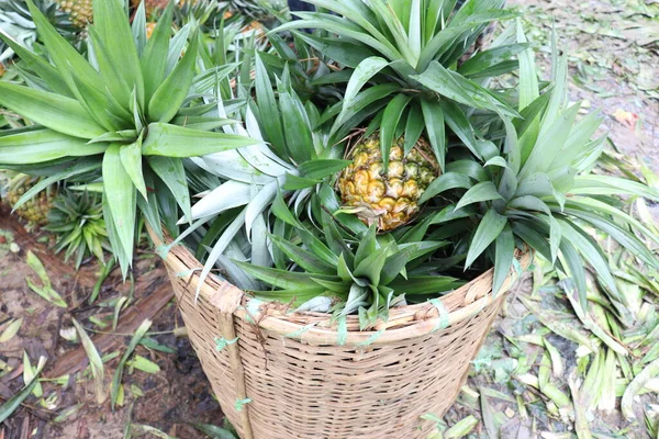 Chutné Zdravé Ananas Pevné Pro Sklizeň Prodej — Stock fotografie