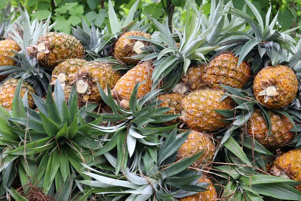 Gustoso Sano Ananas Azienda Raccolto Vendita — Foto Stock