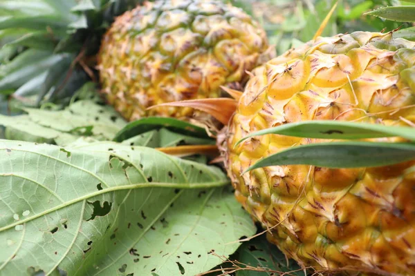 Gustoso Sano Ananas Azienda Raccolto Vendita — Foto Stock