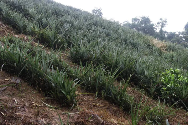 The pineapple farm is on a hill of soil for harvest
