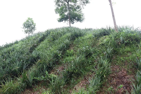 Ananas Çiftliği Hasat Için Bir Toprak Tepesi Üzerindedir — Stok fotoğraf