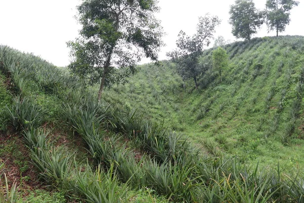 The pineapple farm is on a hill of soil for harvest