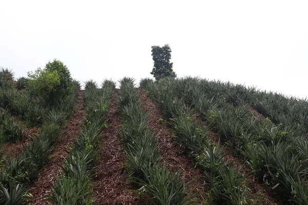 Farma Ananasów Jest Wzgórzu Ziemi Zbiorów — Zdjęcie stockowe