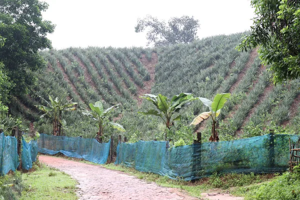 The pineapple farm is on a hill of soil for harvest