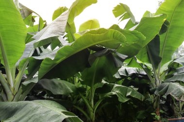 Hasat ve satış için yeşil renkli muz ağacı firması