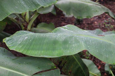 Hasat ve satış için yeşil renkli muz ağacı firması