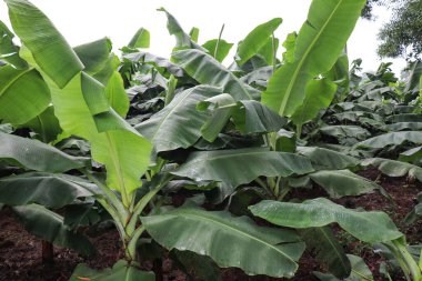 Hasat ve satış için yeşil renkli muz ağacı firması