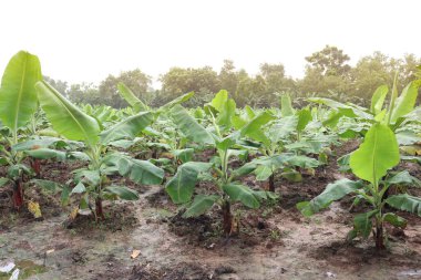 Hasat ve satış için yeşil renkli muz ağacı firması