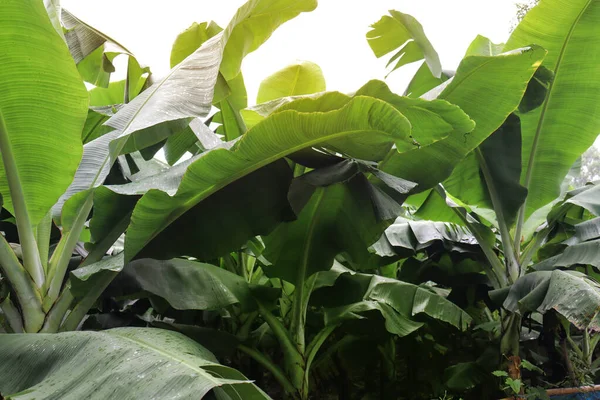 Hasat ve satış için yeşil renkli muz ağacı firması