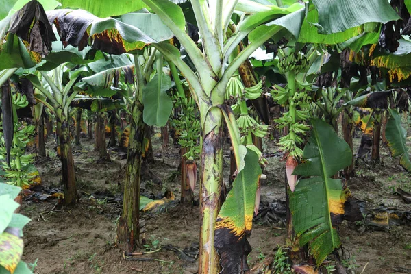 Green Colored Banana Tree Firm Harvest Sell — Stock Photo, Image