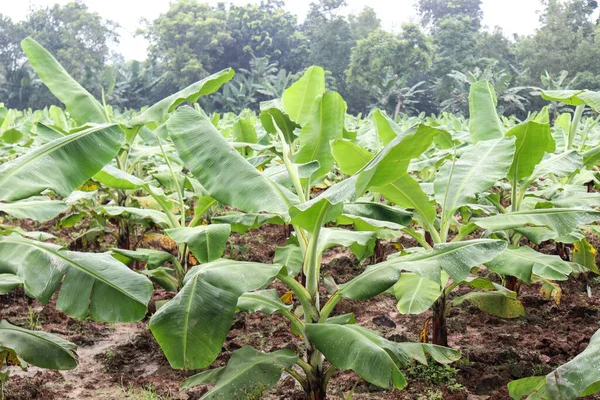 Hasat ve satış için yeşil renkli muz ağacı firması