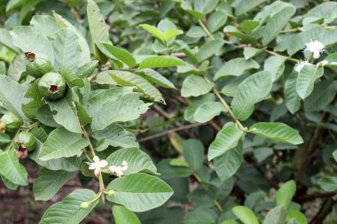 Lezzetli ve sağlıklı guava ağaçta hasat ve satış için.