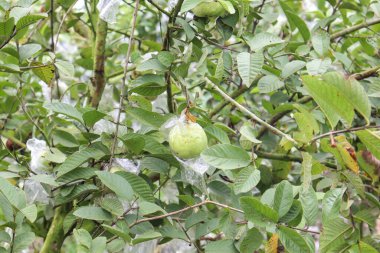 Lezzetli ve sağlıklı guava ağaçta hasat ve satış için.