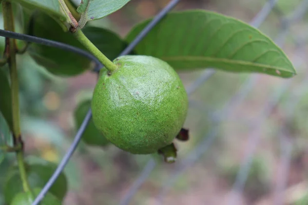 tasty and healthy guava on tree in firm for harvest and sell