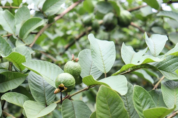 tasty and healthy guava on tree in firm for harvest and sell