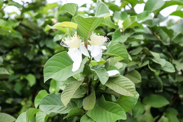 Bílá Barva Kvajáva Květina Stromě Firmě — Stock fotografie