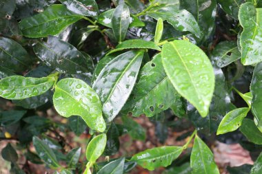 Ağaçta yeşil renkli sağlıklı çay yaprağı hasat ve satış için.