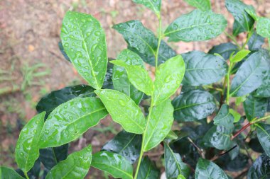 Ağaçta yeşil renkli sağlıklı çay yaprağı hasat ve satış için.