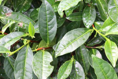 Ağaçta yeşil renkli sağlıklı çay yaprağı hasat ve satış için.