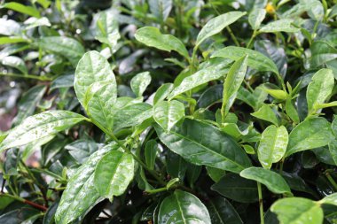 Ağaçta yeşil renkli sağlıklı çay yaprağı hasat ve satış için.