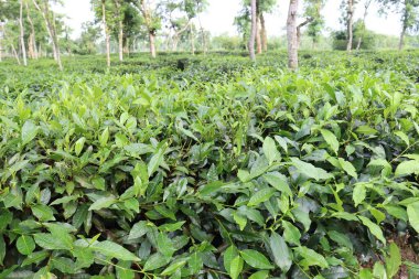 Ağaçta yeşil renkli sağlıklı çay yaprağı hasat ve satış için.