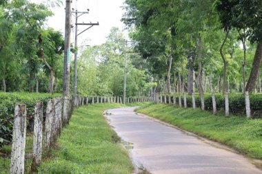Ağaçta yeşil renkli sağlıklı çay yaprağı hasat ve satış için.