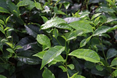 Ağaçta yeşil renkli sağlıklı çay yaprağı hasat ve satış için.